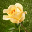 Rosa 'Casanova' - sárga - teahibrid rózsa
