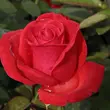 Kép 1/3 - Rosa 'Señora de Bornas™' - vörös - teahibrid rózsa
