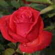 Kép 1/3 - Rosa 'Señora de Bornas™' - vörös - teahibrid rózsa