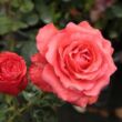 Kép 2/3 - Rosa 'Señora de Bornas™' - vörös - teahibrid rózsa