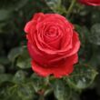 Kép 3/3 - Rosa 'Señora de Bornas™' - vörös - teahibrid rózsa