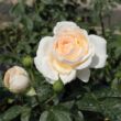 Kép 2/3 - Rosa 'Márton Áron' - fehér - teahibrid rózsa
