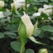 Kép 3/3 - Rosa 'Márton Áron' - fehér - teahibrid rózsa