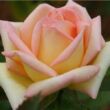 Kép 1/3 - Rosa 'Diorama' - sárga - teahibrid rózsa