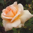 Kép 2/3 - Rosa 'Diorama' - sárga - teahibrid rózsa