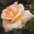 Rosa 'Diorama' - sárga - teahibrid rózsa