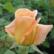 Kép 3/3 - Rosa 'Diorama' - sárga - teahibrid rózsa