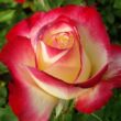 Kép 1/3 - Rosa 'Double Delight' - vörös - fehér - teahibrid rózsa