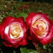 Kép 2/3 - Rosa 'Double Delight' - vörös - fehér - teahibrid rózsa