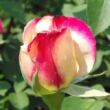 Rosa 'Double Delight' - vörös - fehér - teahibrid rózsa