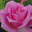 Kép 1/3 - Rosa 'Eiffel Tower' - rózsaszín - teahibrid rózsa
