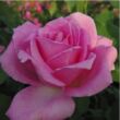 Rosa 'Eiffel Tower' - rózsaszín - teahibrid rózsa