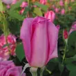 Kép 3/3 - Rosa 'Eiffel Tower' - rózsaszín - teahibrid rózsa
