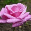 Kép 1/3 - Rosa 'Eminence' - lila - teahibrid rózsa