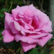 Rosa 'Eminence' - lila - teahibrid rózsa