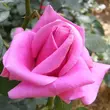 Kép 3/3 - Rosa 'Eminence' - lila - teahibrid rózsa