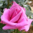 Kép 3/3 - Rosa 'Eminence' - lila - teahibrid rózsa