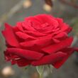 Kép 1/3 - Rosa 'Ingrid Bergman™' - vörös - teahibrid rózsa