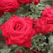 Kép 2/3 - Rosa 'Ingrid Bergman™' - vörös - teahibrid rózsa