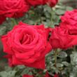 Kép 2/3 - Rosa 'Ingrid Bergman™' - vörös - teahibrid rózsa