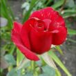 Kép 3/3 - Rosa 'Ingrid Bergman™' - vörös - teahibrid rózsa