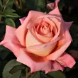Kép 1/3 - Rosa 'Fortuna®' - narancssárga - teahibrid rózsa