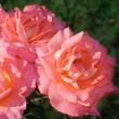 Rosa 'Fortuna®' - narancssárga - teahibrid rózsa