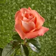 Kép 3/3 - Rosa 'Fortuna®' - narancssárga - teahibrid rózsa