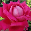 Kép 1/3 - Rosa 'Freiheitsglocke®' - rózsaszín - teahibrid rózsa