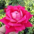 Kép 2/3 - Rosa 'Freiheitsglocke®' - rózsaszín - teahibrid rózsa
