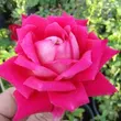 Kép 3/3 - Rosa 'Freiheitsglocke®' - rózsaszín - teahibrid rózsa