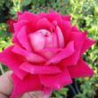 Rosa 'Freiheitsglocke®' - rózsaszín - teahibrid rózsa
