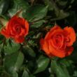 Kép 2/3 - Rosa 'Prominent®' - vörös - virágágyi grandiflora - floribunda rózsa