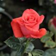Rosa 'Prominent®' - vörös - virágágyi grandiflora - floribunda rózsa
