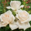 Kép 2/3 - Rosa 'Grand Mogul' - fehér - teahibrid rózsa