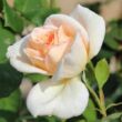 Rosa 'Grand Mogul' - fehér - teahibrid rózsa