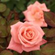 Kép 2/3 - Rosa 'Bettina™ 78' - rózsaszín - teahibrid rózsa