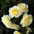 Rosa 'Iris Honey' - fehér - teahibrid rózsa