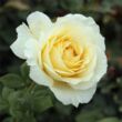 Kép 3/3 - Rosa 'Iris Honey' - fehér - teahibrid rózsa
