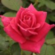 Kép 1/3 - Rosa 'Sasad' - rózsaszín - teahibrid rózsa