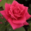 Rosa 'Sasad' - rózsaszín - teahibrid rózsa