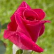 Rosa 'Sasad' - rózsaszín - teahibrid rózsa