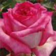 Kép 1/3 - Rosa 'Kordes' Perfecta®' - fehér - rózsaszín - teahibrid rózsa