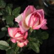 Kép 2/3 - Rosa 'Kordes' Perfecta®' - fehér - rózsaszín - teahibrid rózsa