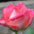 Rosa 'Kordes' Perfecta®' - fehér - rózsaszín - teahibrid rózsa