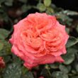 Kép 1/3 - Rosa 'Queen of Roses®' - narancssárga - teahibrid rózsa