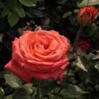 Kép 2/3 - Rosa 'Queen of Roses®' - narancssárga - teahibrid rózsa