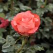Rosa 'Queen of Roses®' - narancssárga - teahibrid rózsa
