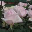 Rosa 'Königlicht Hoheit' - rózsaszín - teahibrid rózsa