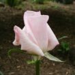 Kép 3/3 - Rosa 'Königlicht Hoheit' - rózsaszín - teahibrid rózsa